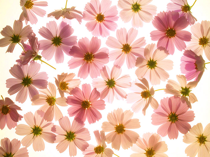 たくさんの紫色の花のイメージ