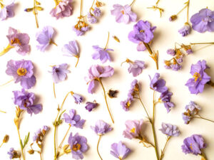 たくさんの紫色の花のイメージ