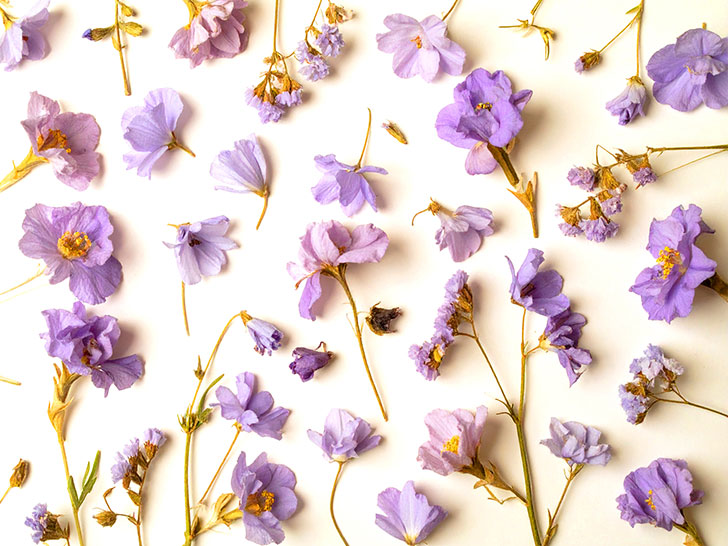 たくさんの紫色の花のイメージ