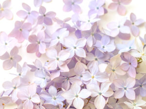 たくさんの紫色の花のイメージ