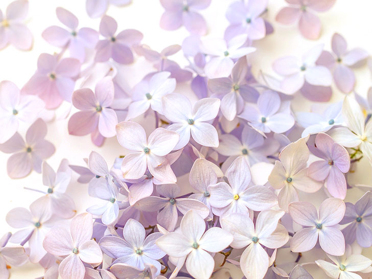 たくさんの紫色の花のイメージ