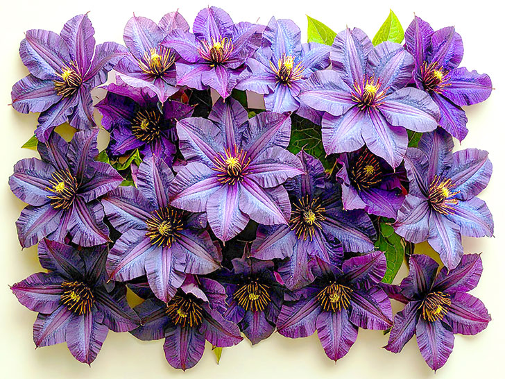 たくさんの紫色の花のイメージ