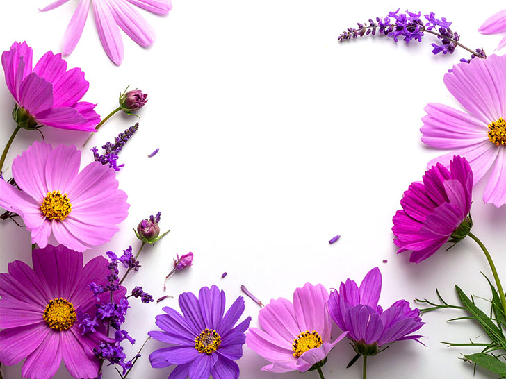 たくさんの紫色の花のイメージ