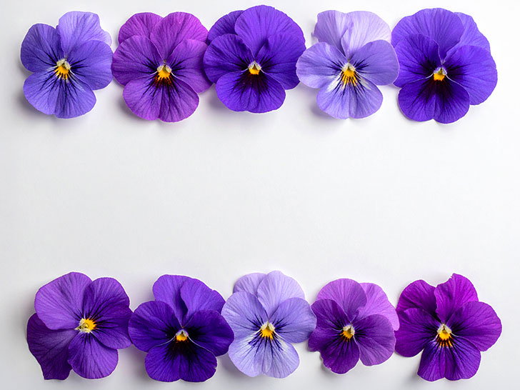 たくさんの紫色の花のイメージ