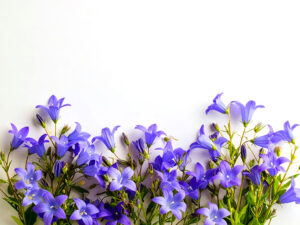 たくさんの紫色の花のイメージ