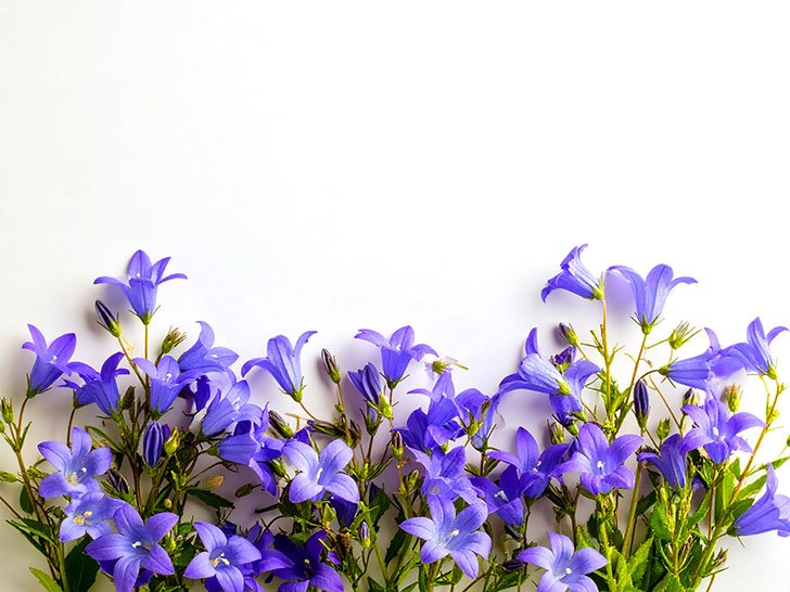 たくさんの紫色の花のイメージ