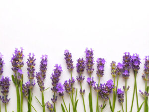 たくさんの紫色の花のイメージ