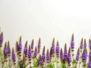 たくさんの紫色の花のイメージ