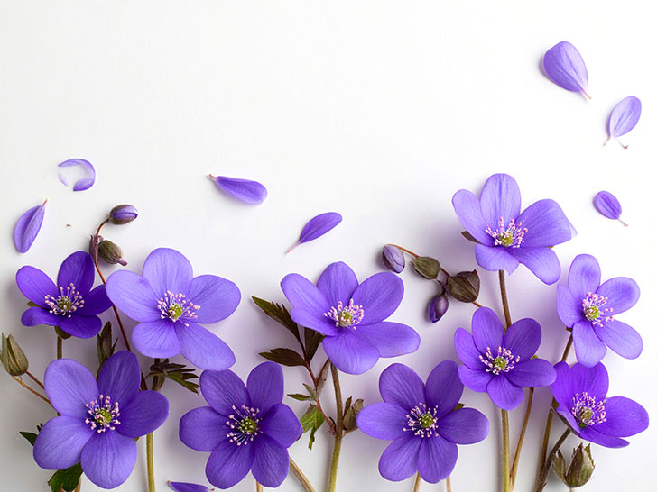 たくさんの紫色の花のイメージ