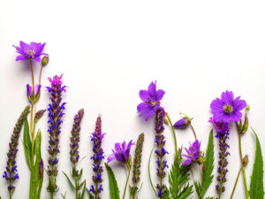 たくさんの紫色の花のイメージ