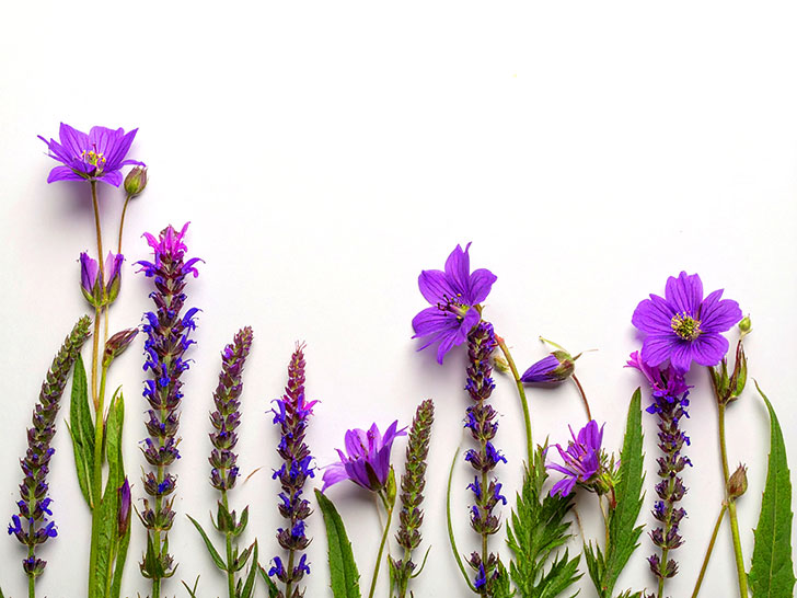 たくさんの紫色の花のイメージ