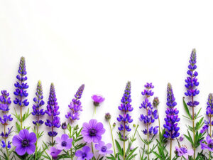 たくさんの紫色の花のイメージ