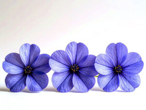 たくさんの紫色の花のイメージ