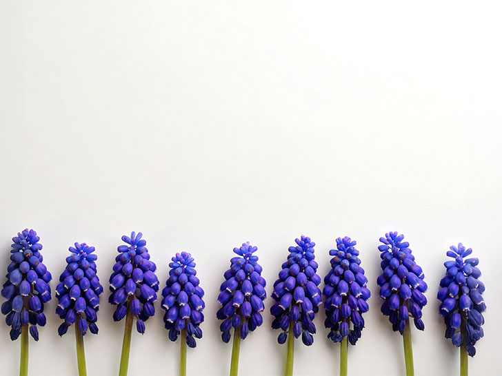 たくさんの紫色の花のイメージ