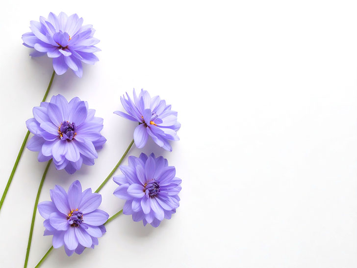 たくさんの紫色の花のイメージ