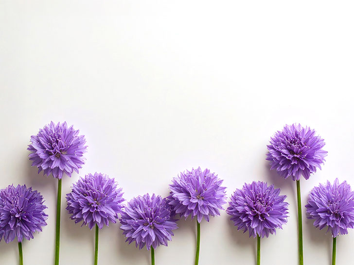 たくさんの紫色の花のイメージ
