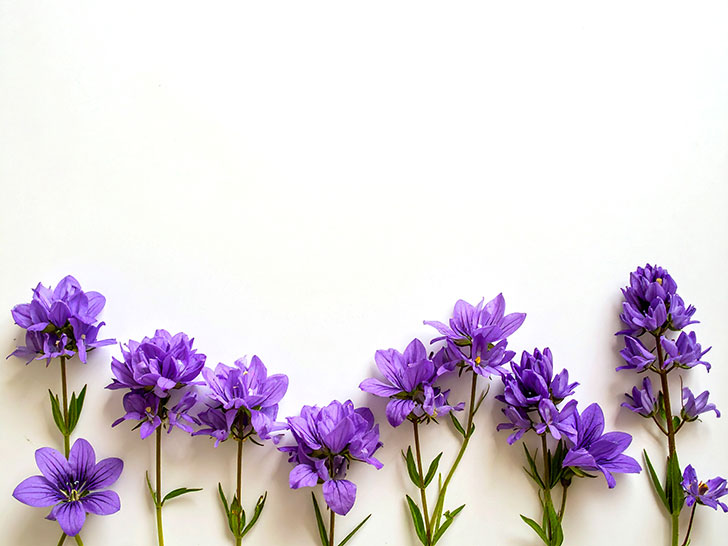 たくさんの紫色の花のイメージ