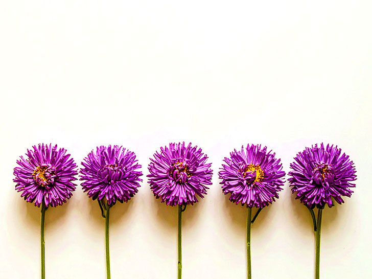 たくさんの紫色の花のイメージ