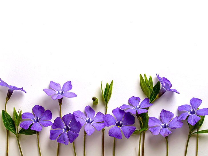 たくさんの紫色の花のイメージ