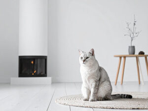 モダンでオシャレな部屋にたたずむ猫