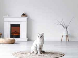 モダンでオシャレな部屋にたたずむ猫