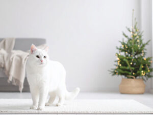 モダンでオシャレな部屋にたたずむ猫