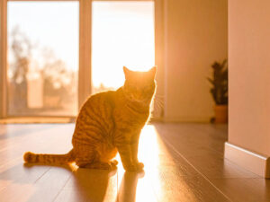 モダンでオシャレな部屋にたたずむ猫