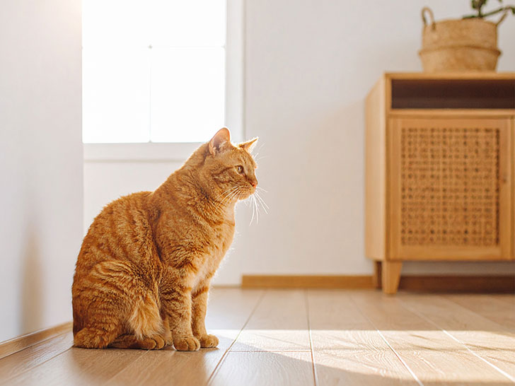 モダンでオシャレな部屋にたたずむ猫