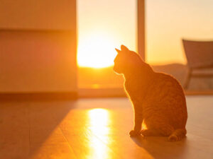 モダンでオシャレな部屋にたたずむ猫