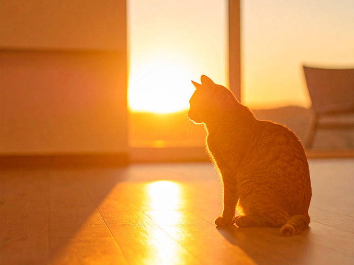 モダンでオシャレな部屋にたたずむ猫