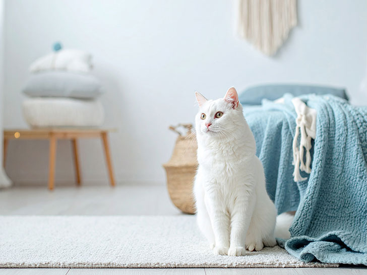 モダンでオシャレな部屋にたたずむ猫