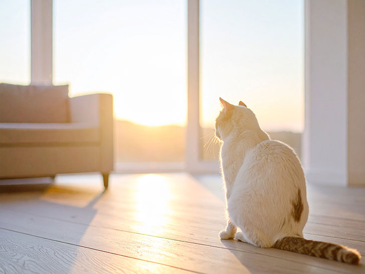 モダンでオシャレな部屋にたたずむ猫