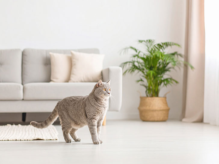 モダンでオシャレな部屋にたたずむ猫