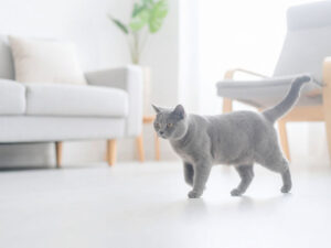 モダンでオシャレな部屋にたたずむ猫