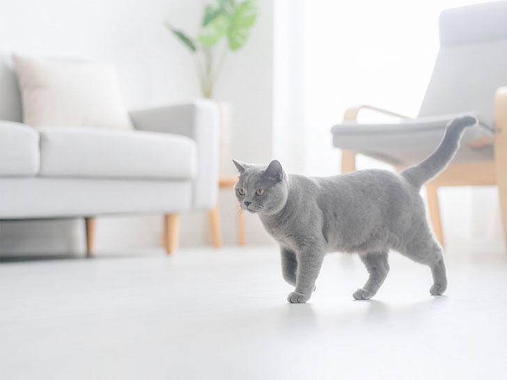 モダンでオシャレな部屋にたたずむ猫