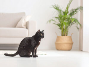 モダンでオシャレな部屋にたたずむ猫