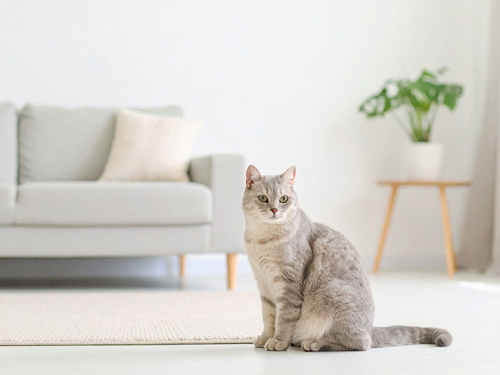 モダンでオシャレな部屋にたたずむ猫