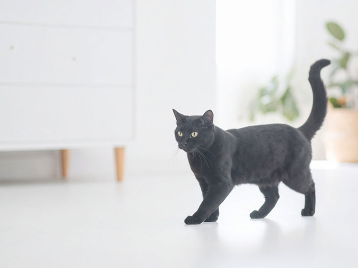 モダンでオシャレな部屋にたたずむ猫