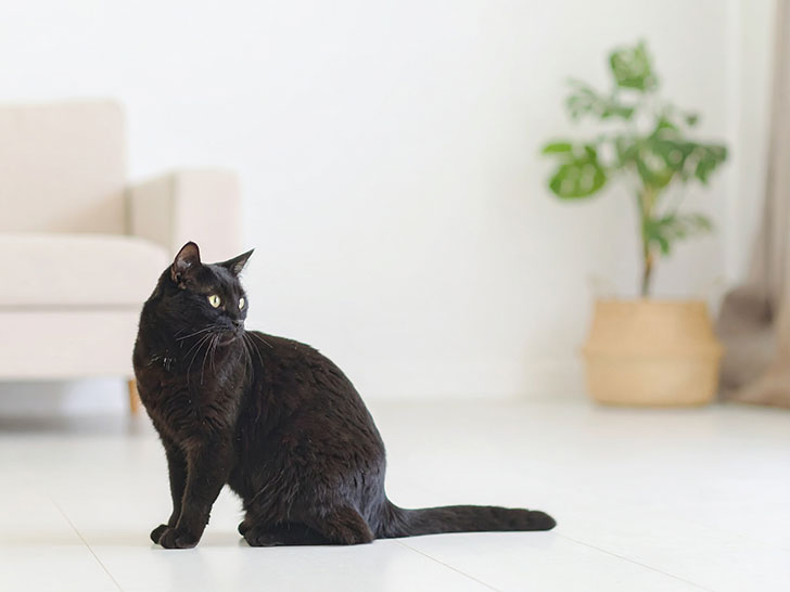 モダンでオシャレな部屋にたたずむ猫