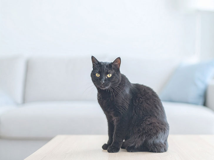 モダンでオシャレな部屋にたたずむ猫