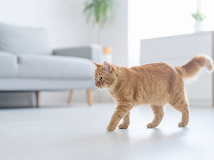 モダンでオシャレな部屋にたたずむ猫