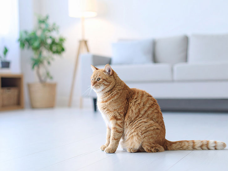 モダンでオシャレな部屋にたたずむ猫