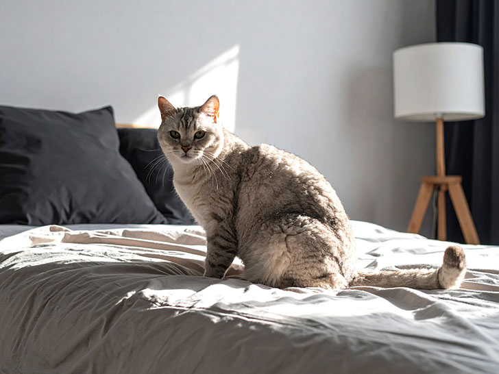 モダンでオシャレな部屋にたたずむ猫