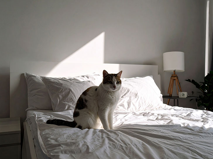 モダンでオシャレな部屋にたたずむ猫