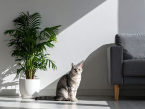 モダンでオシャレな部屋にたたずむ猫