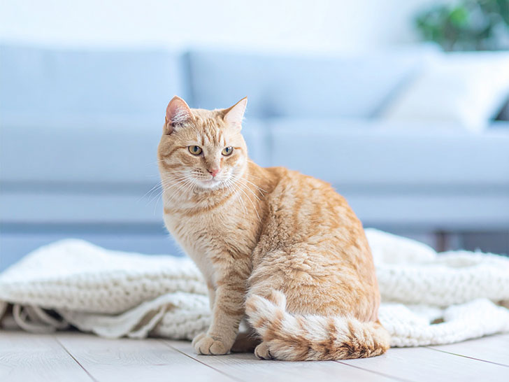 モダンでオシャレな部屋にたたずむ猫