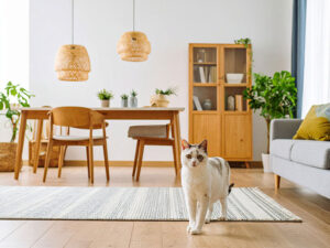 モダンでオシャレな部屋にたたずむ猫