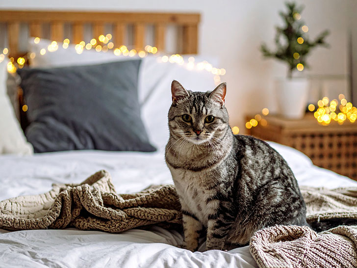 モダンでオシャレな部屋にたたずむ猫