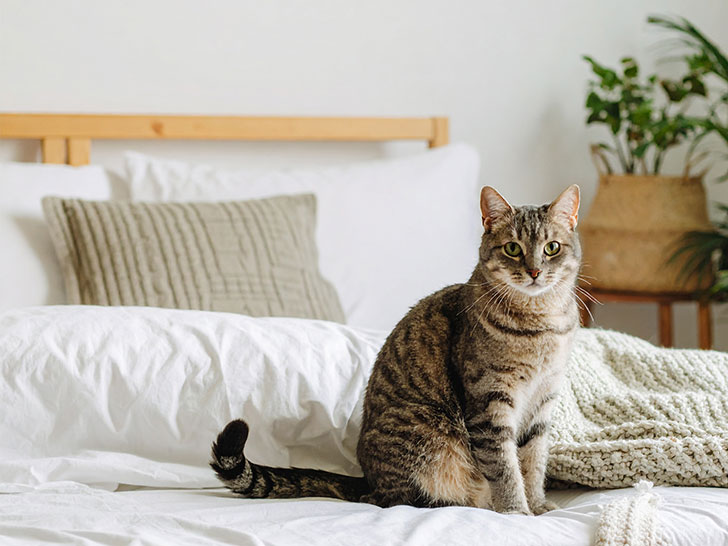 モダンでオシャレな部屋にたたずむ猫