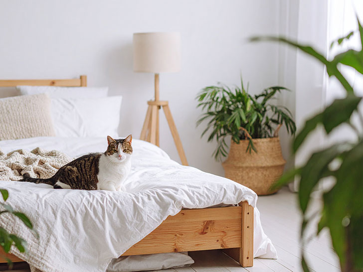 モダンでオシャレな部屋にたたずむ猫